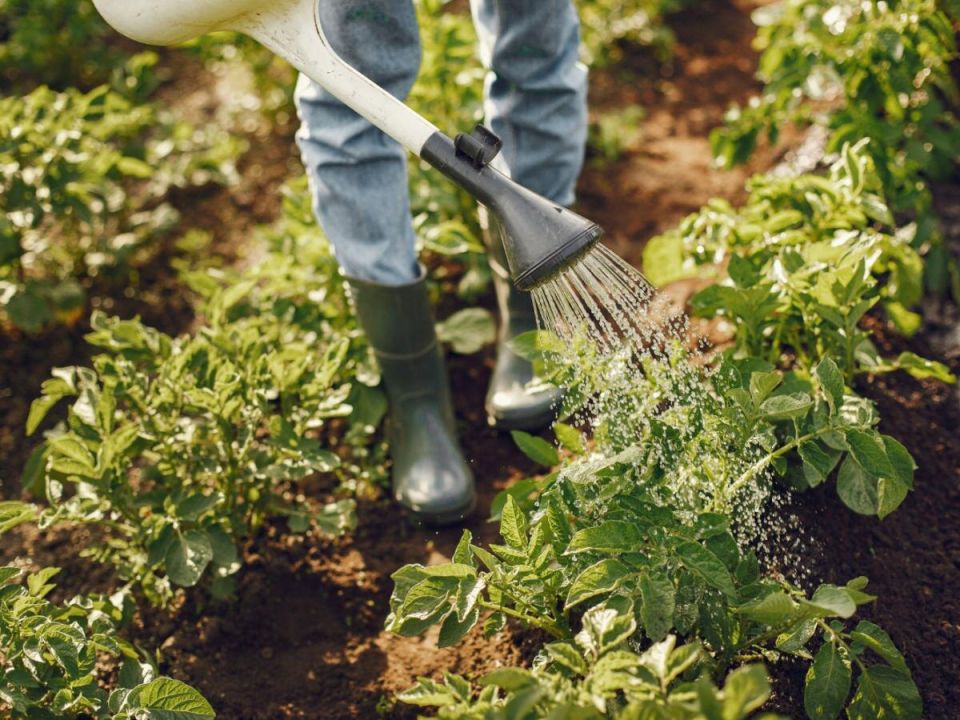 �������� ���� ������� �� ��������� ������