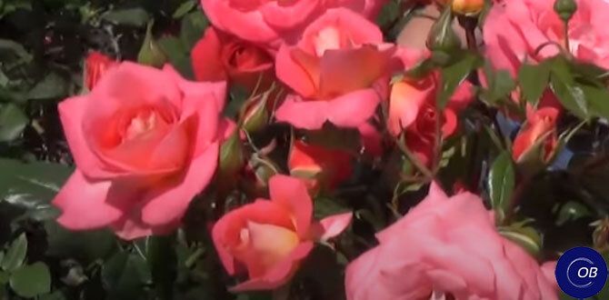 ������ ���� ��� ������� ������: ������� ������ ���������� ������