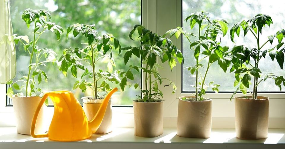 ��� ������������ ������ �������: ������ �� ����� � ���������