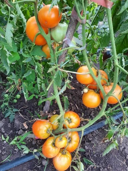 ����� ��������: ������� ������ � ������ �� �����������