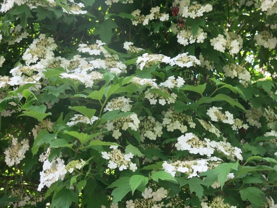 Калина как лекарство: секреты использования цветков и листьев