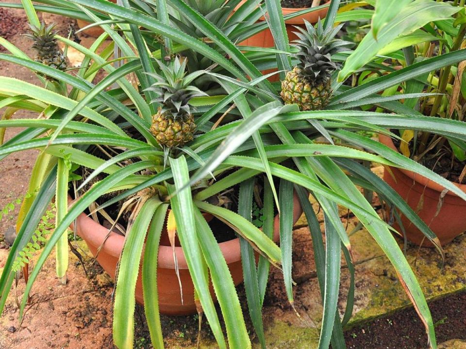 ��������� ������ �� �����������: ��� ������!