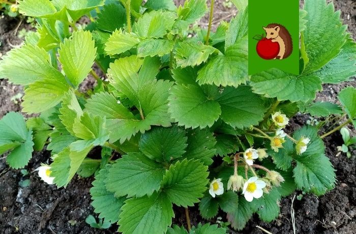 ������ ��� ��������: 5 ��������, ������� ������� ������ � ������� �� ����������