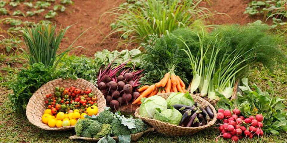 Органическое земледелие: как начать сезон так, чтобы земля работала на вас