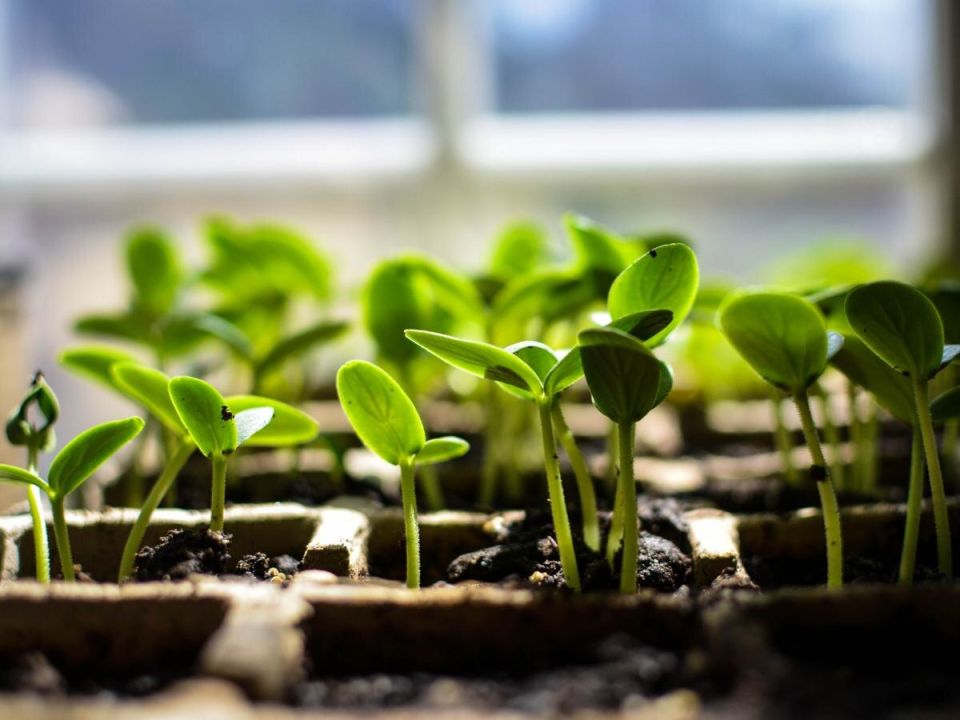 Как удержать рассаду компактной и крепкой без вытягивания