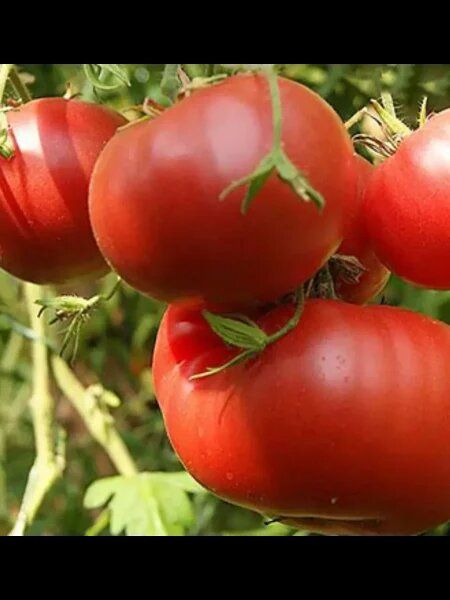 ����� ������� ������: ��� ��������� ���������� � �������� ����� �� �������