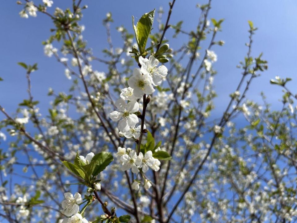 Почему вишня не плодоносит? Узнайте о важной мелочи, которую вы могли упустить
