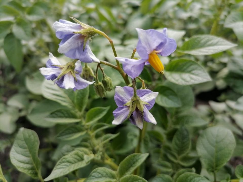 ��������: ������� �������� ��� �����