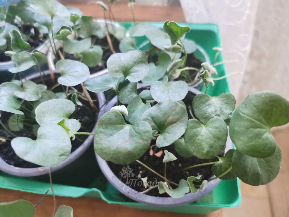 ��������: ������� ��������� ����������� � ������ ��������