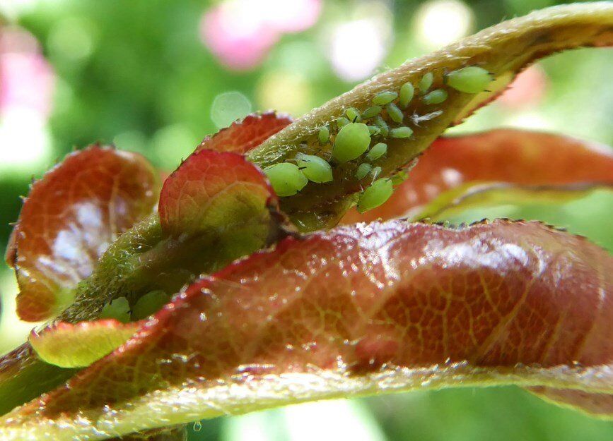 ��� ���������� �������� �������� �� ����������: ������ � ������