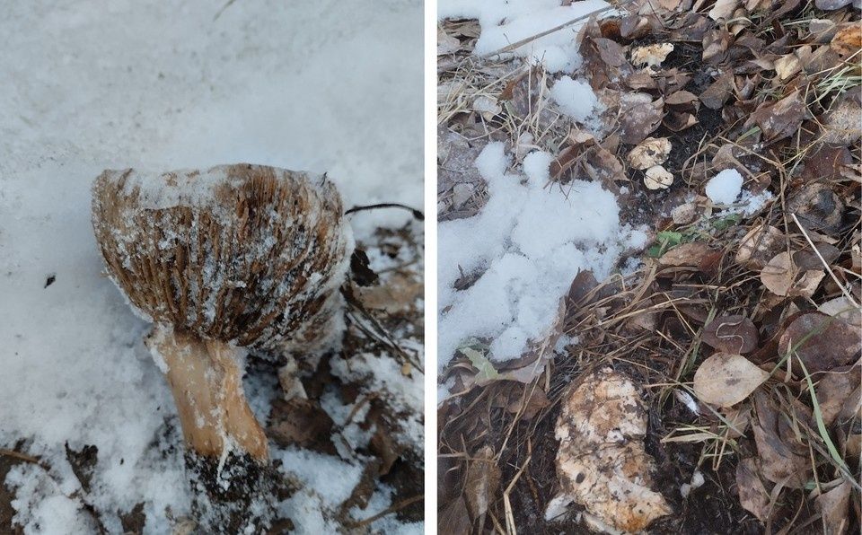 Грибные находки в снегу: Новосибирцы продолжают удивляться