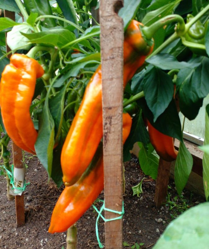 ������� � �������: �������� ������ � ������ �������