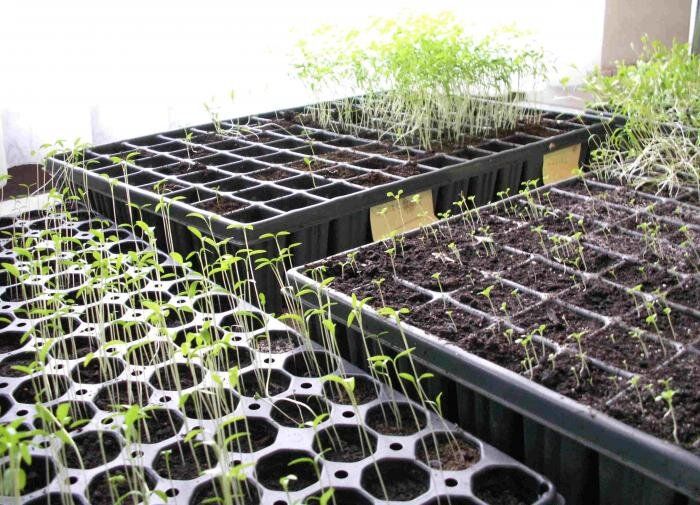 Апрель: идеальное время для посева семян на огороде