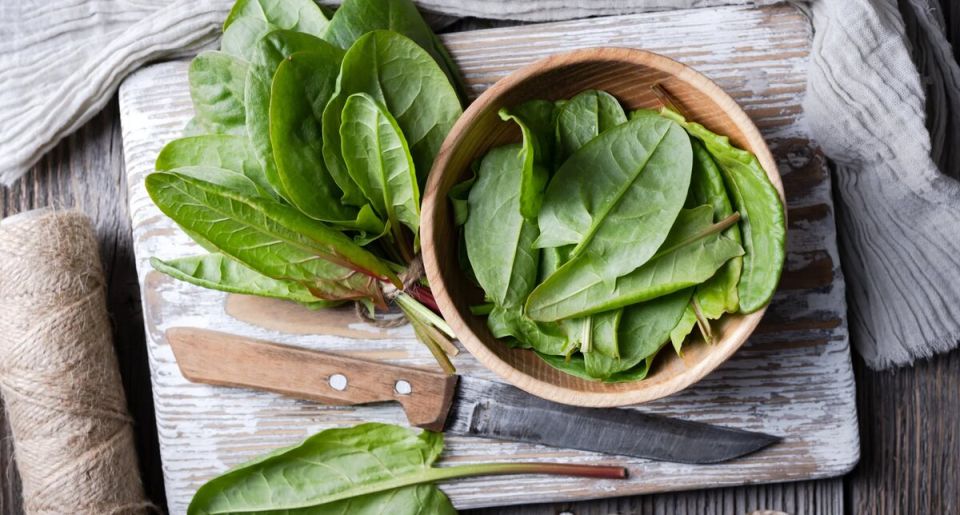 Заготовка щавеля на зиму: простые и вкусные способы сохранения