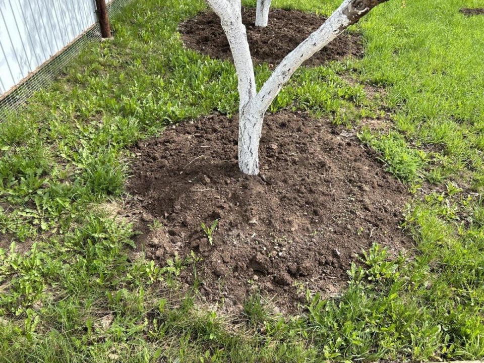 На что стоит обратить внимание при побелке деревьев в августе