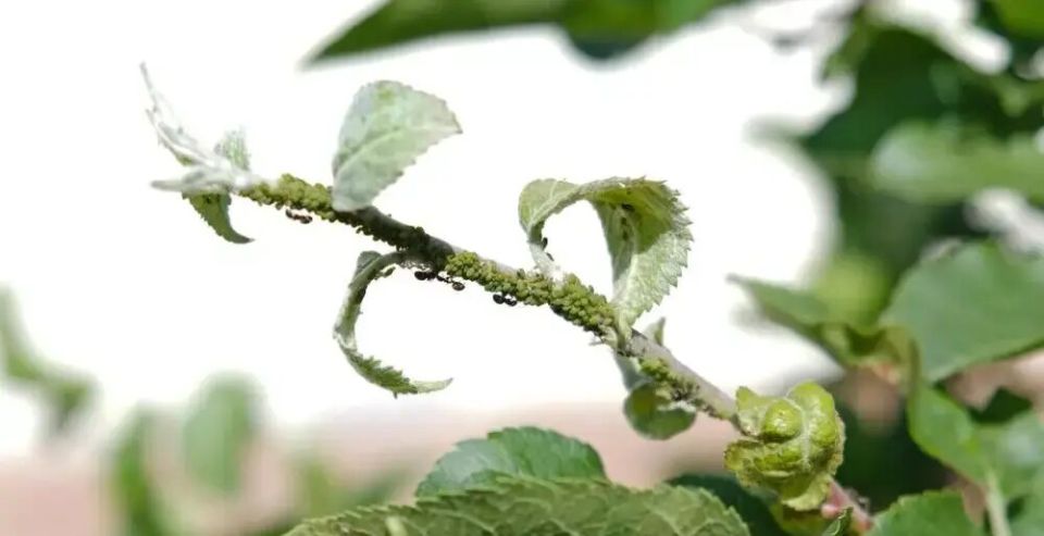 Как защитить рассаду от вредителей: секреты борьбы с белокрылкой