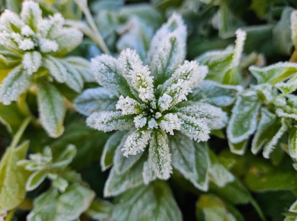 Цветы на грани: кто пережил морозы в саду?