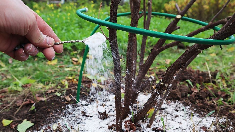 ��� ������ �������� ��������� ��� ������ ������� ����