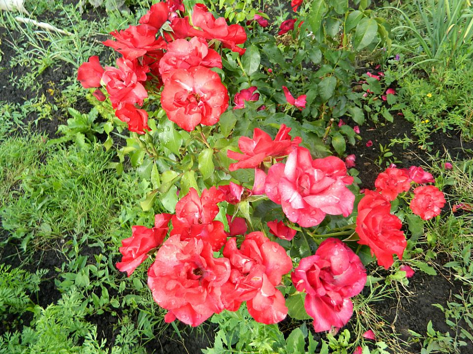 Как правильно подготовить розы к зиме в сентябре