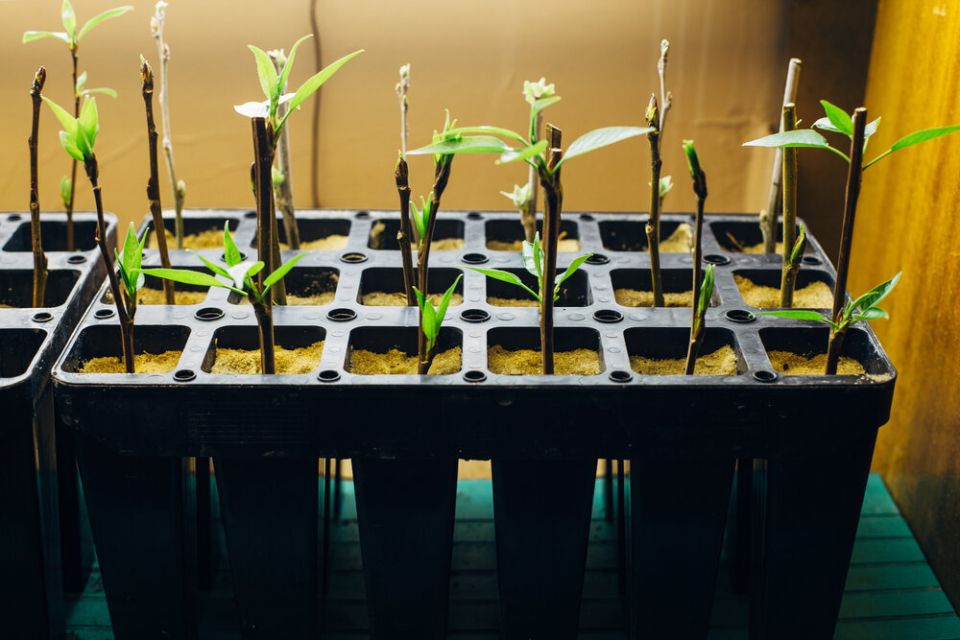 Как просто и эффективно черенковать растения: секреты успешного размножения