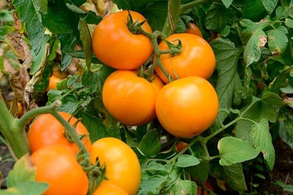 ������ ������: ������� ����� � ������������ ������ ��� ������ �������