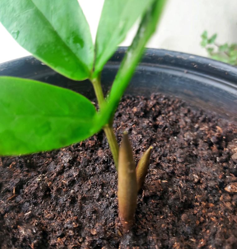 �� �������� � ���������� ��������: ������� ����� �������������