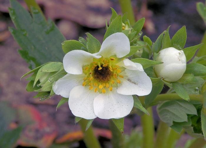 ��� ��� �������� ��������: ������� ��������� �����