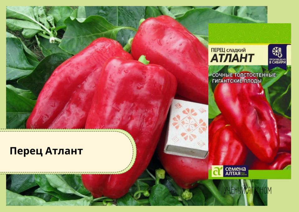 ��� ������� ��������� ����� ��� ����������: ������ � ������������