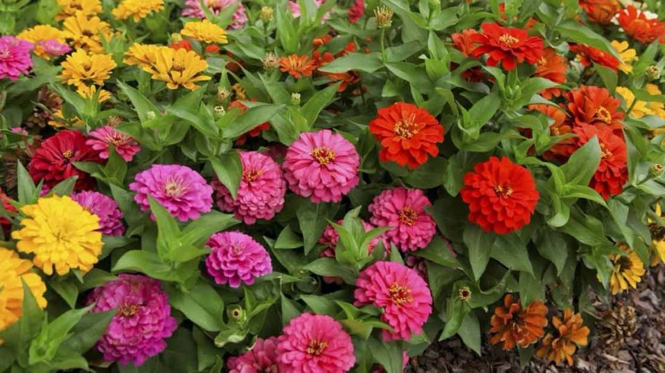 ��� �������� ������ ��� ����������� �������� ������: ������� ��������