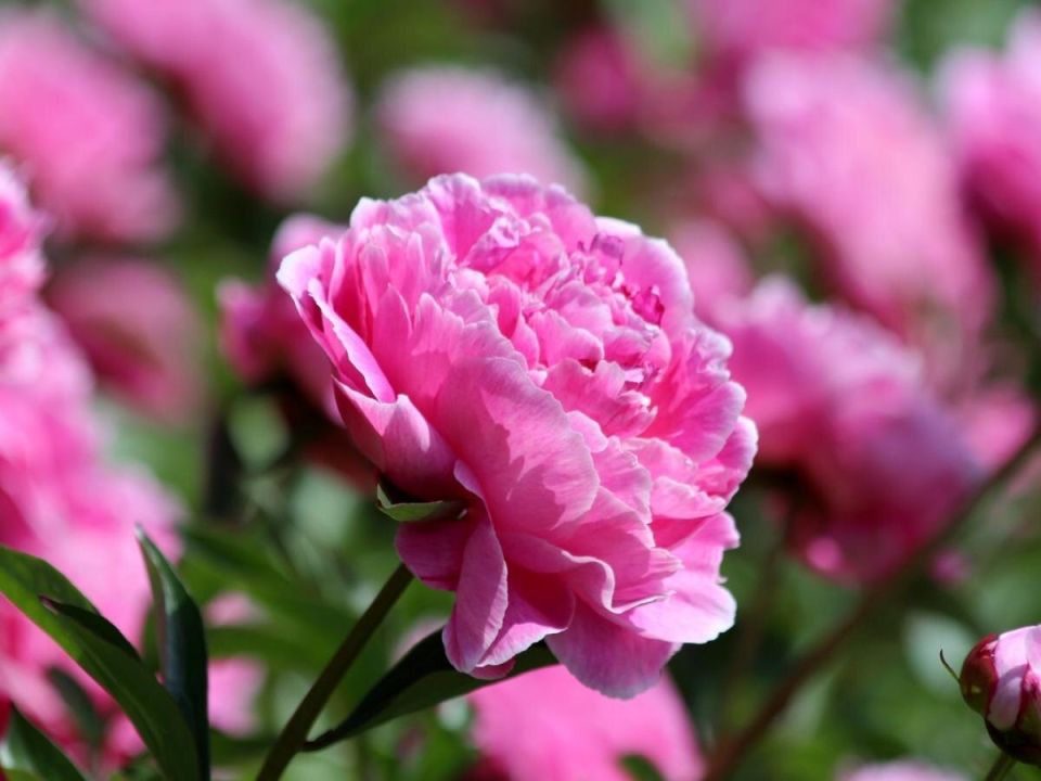 ���������� ������� ������: ������� ������� ��������