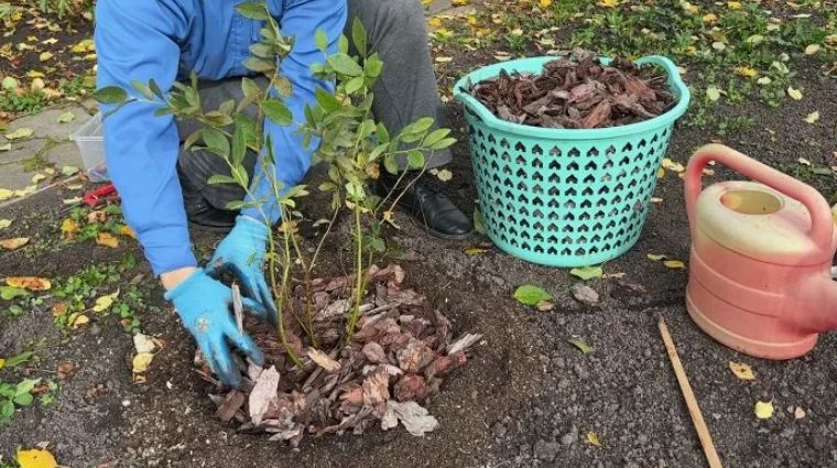 ��������: ������� ������� ��������� ����� � ���������� � ����