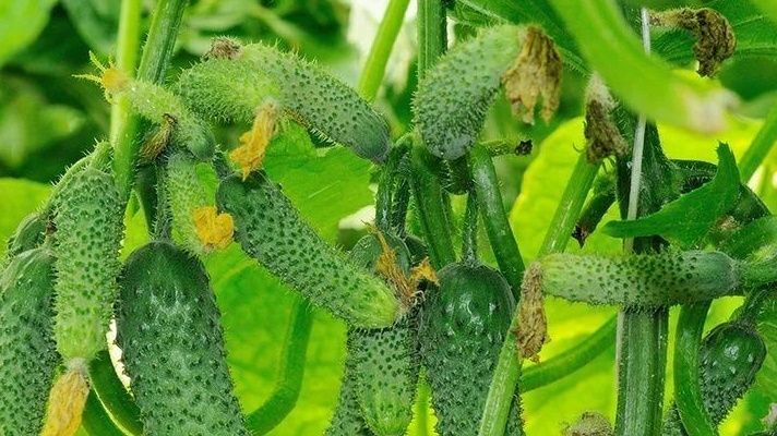 ��� �������� ������ �������� �����������: ������������� ��� ��������� ����?