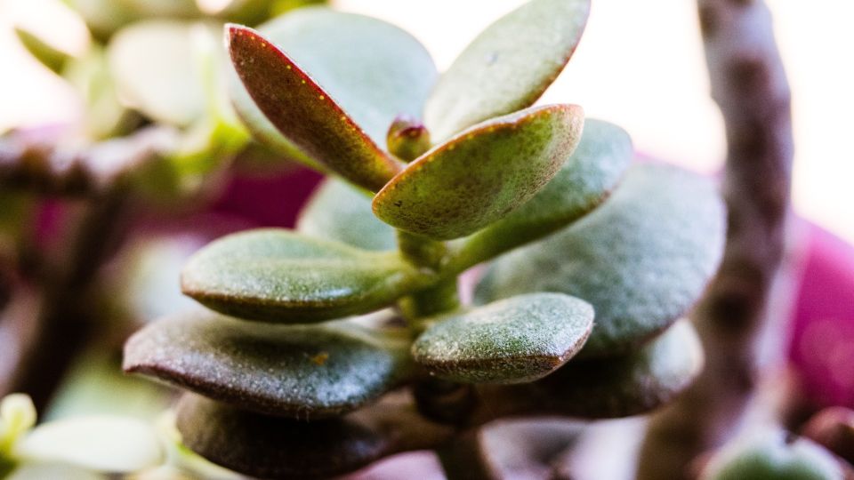 �������� ���, ���� �������� ������ ������ �������: ������ ����������� ����������