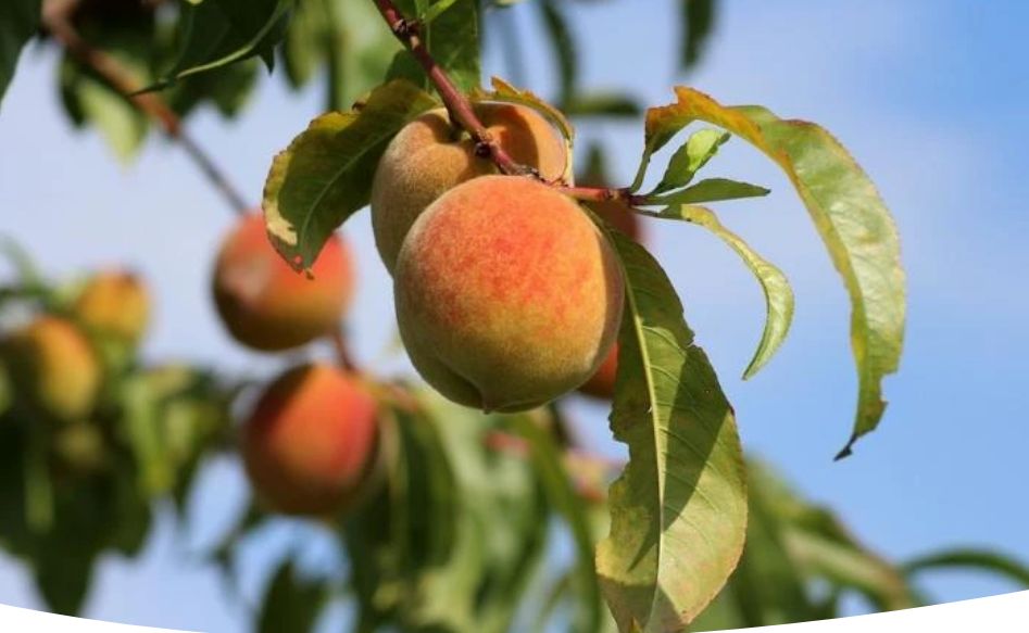 ��� ��������� ������ � ������� ������: ������ �� ������� � �����