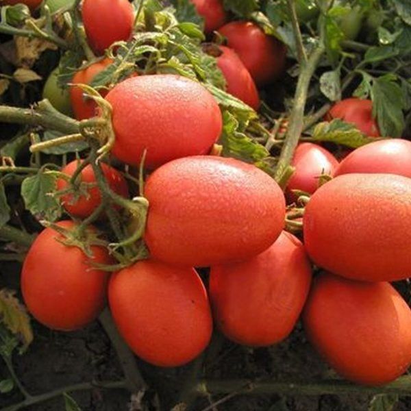 ����� ��������: ������ ���� � ��������������� ������ � �����������