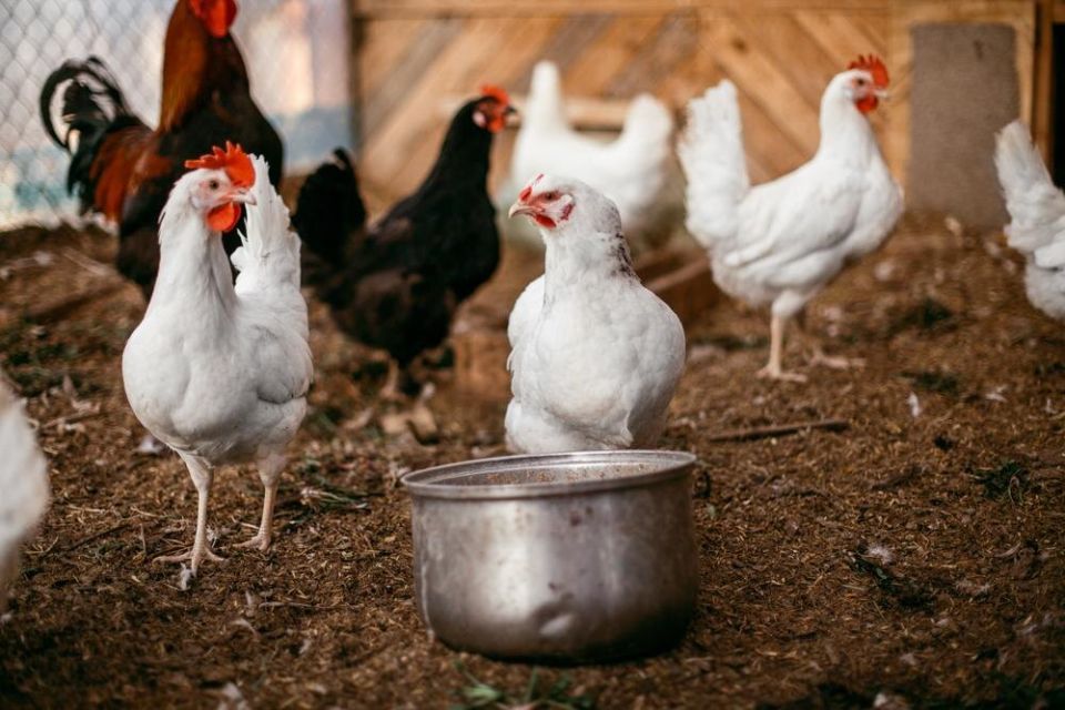 ��� ���������� �� ���� � ���� � ���������: ������� � ����������� ������