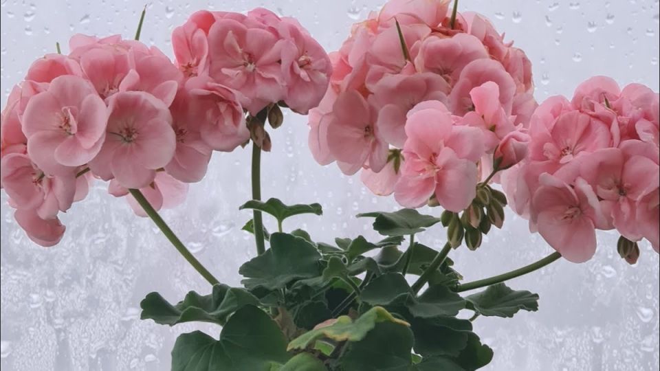 ��� ���������� ���������� �����: ������ ��� ��������� ��������