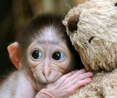 ��� ��������� ����� ����� ����� �������: ���� � ������� ��������