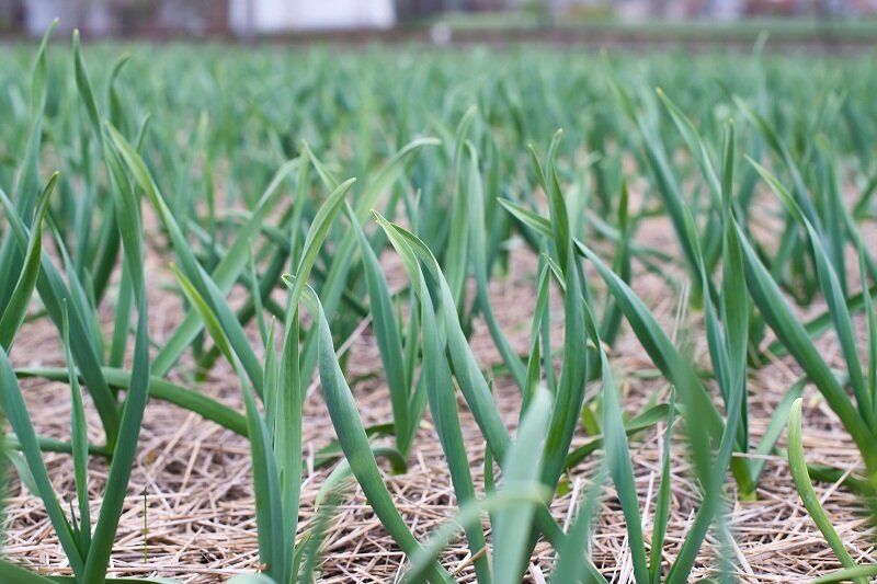 Почему дачники заплетают ботву чеснока: секреты успешного урожая