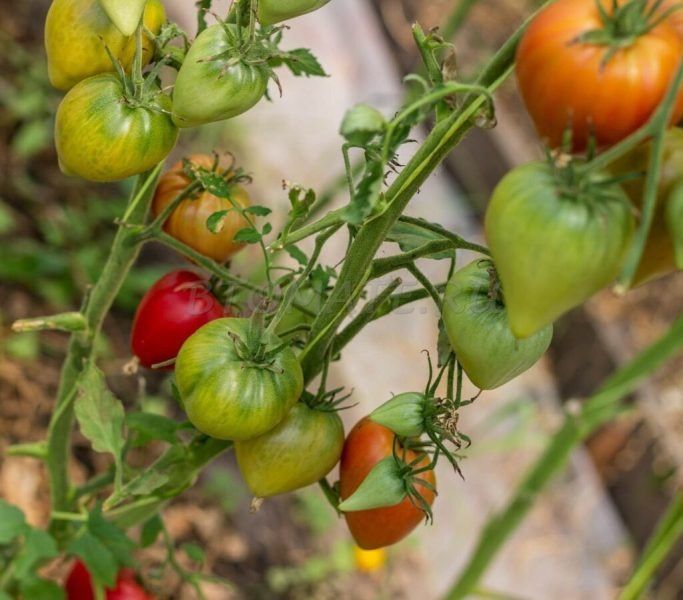 ����� ���� ��������: ��� ��������� ����� ��� ������