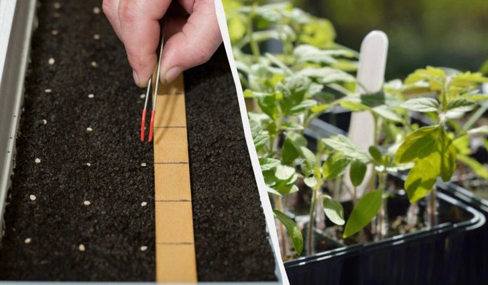 ������� ���������� ���������: ��� �������� �������� �������� �������