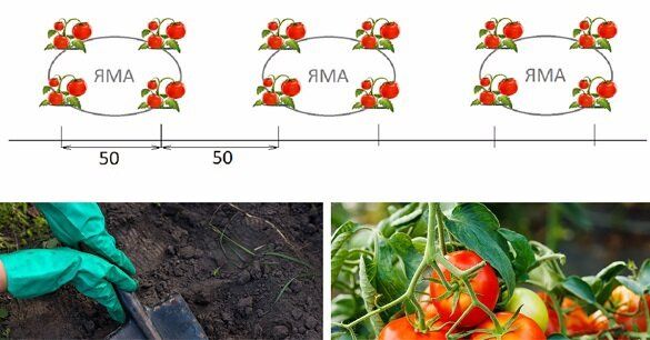 ���������-��������� �����: ������ ��������� �������