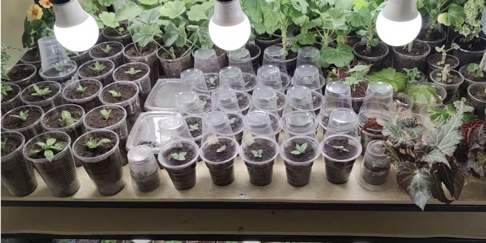 ����� ����� �����: ������ �� ������ ������������ � �����������