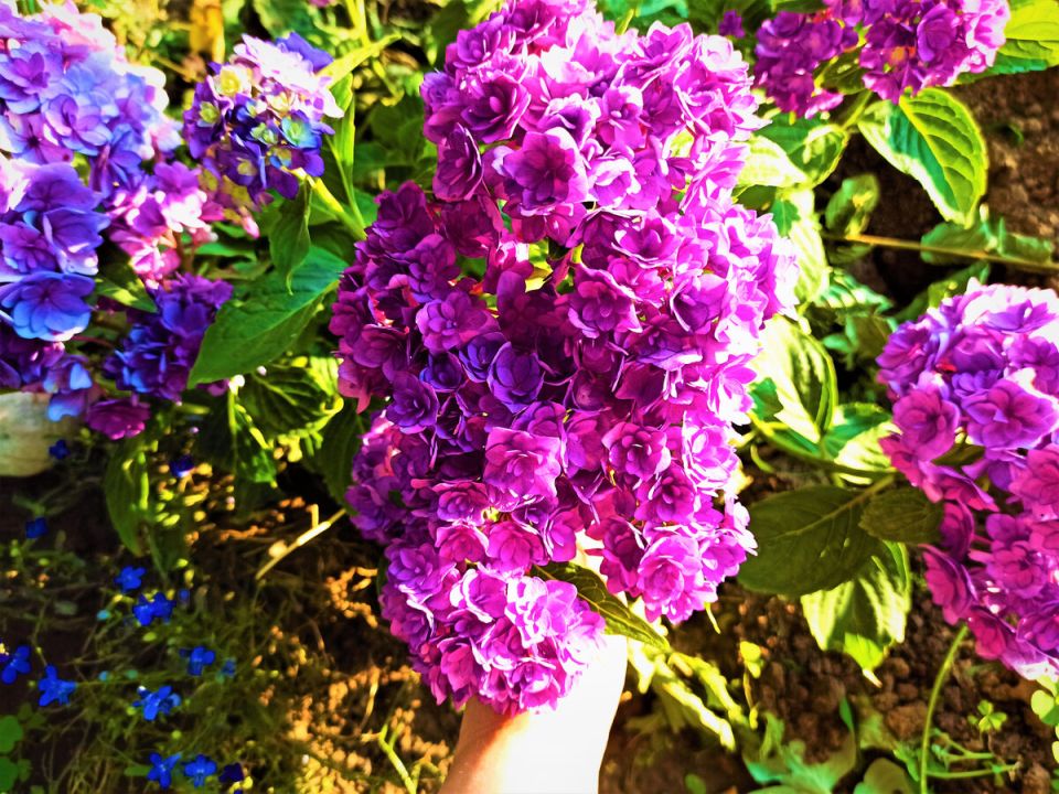 ��� ������� ��������� ���������� ��� ������ ����: ����������� ���������