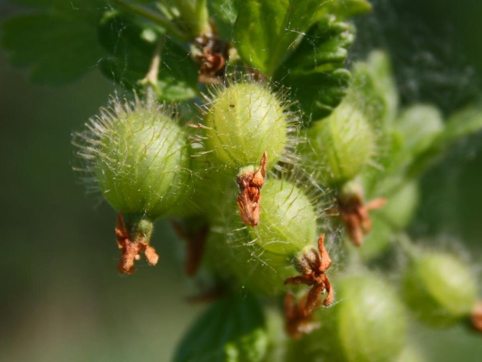 ������������ ���� �� ����������: ������� ��������� ���������