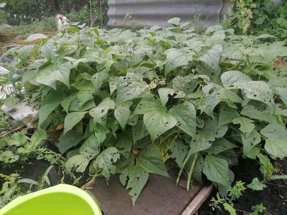 ��������� � ��������: ��� � ��������� ������� ��������� ������