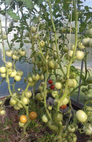 ��� ��������� ��������� ��� ������� ���: ������� ������� ��������