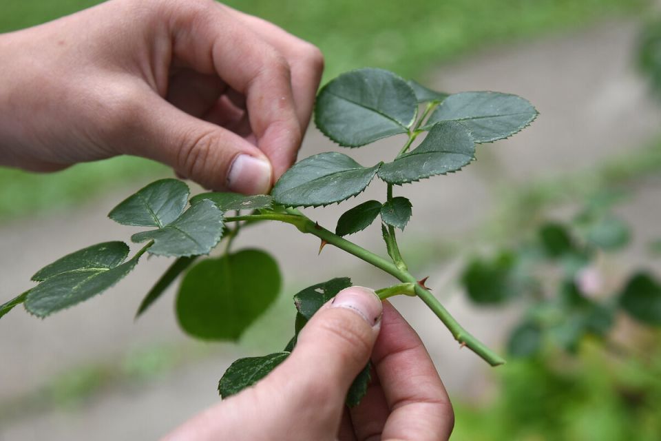 ��������� ����������� ���: ������� ��������� ������������