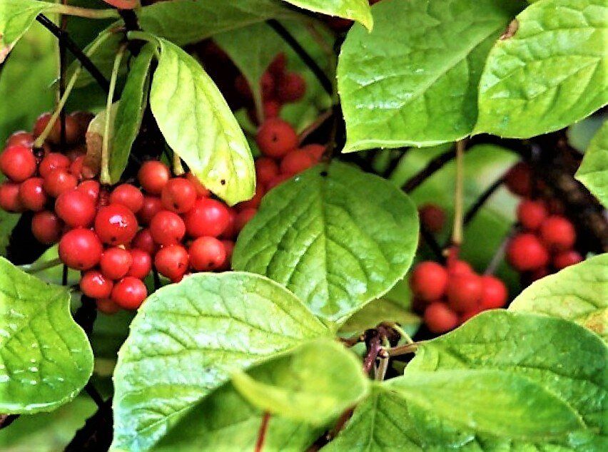 ������ ��������: ���������� ����� � ������������� ����������