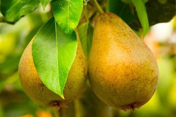 ����� �����: ������� ��������� ����������� ����������� �����